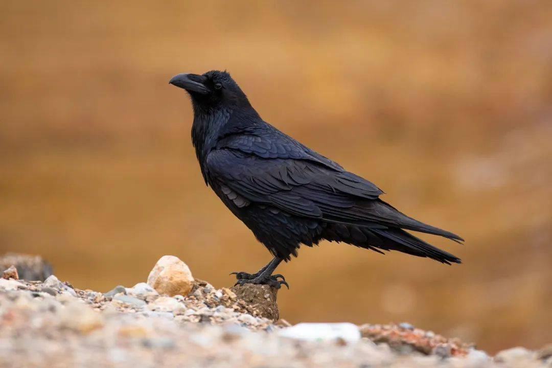 乌鸫_黄色_人类