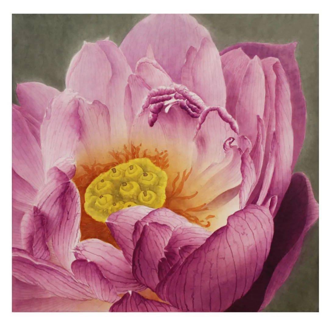 【教程】龚雪青工笔荷花《玉露》绘制步骤_花瓣_莲蓬_颜色