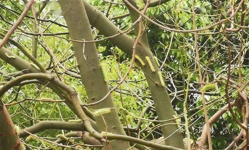 北祥新居里樟树爬满毛毛虫,路过要抱头_居民_虫子_物业