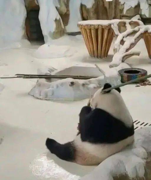 涉事饲养员立即停止工作！