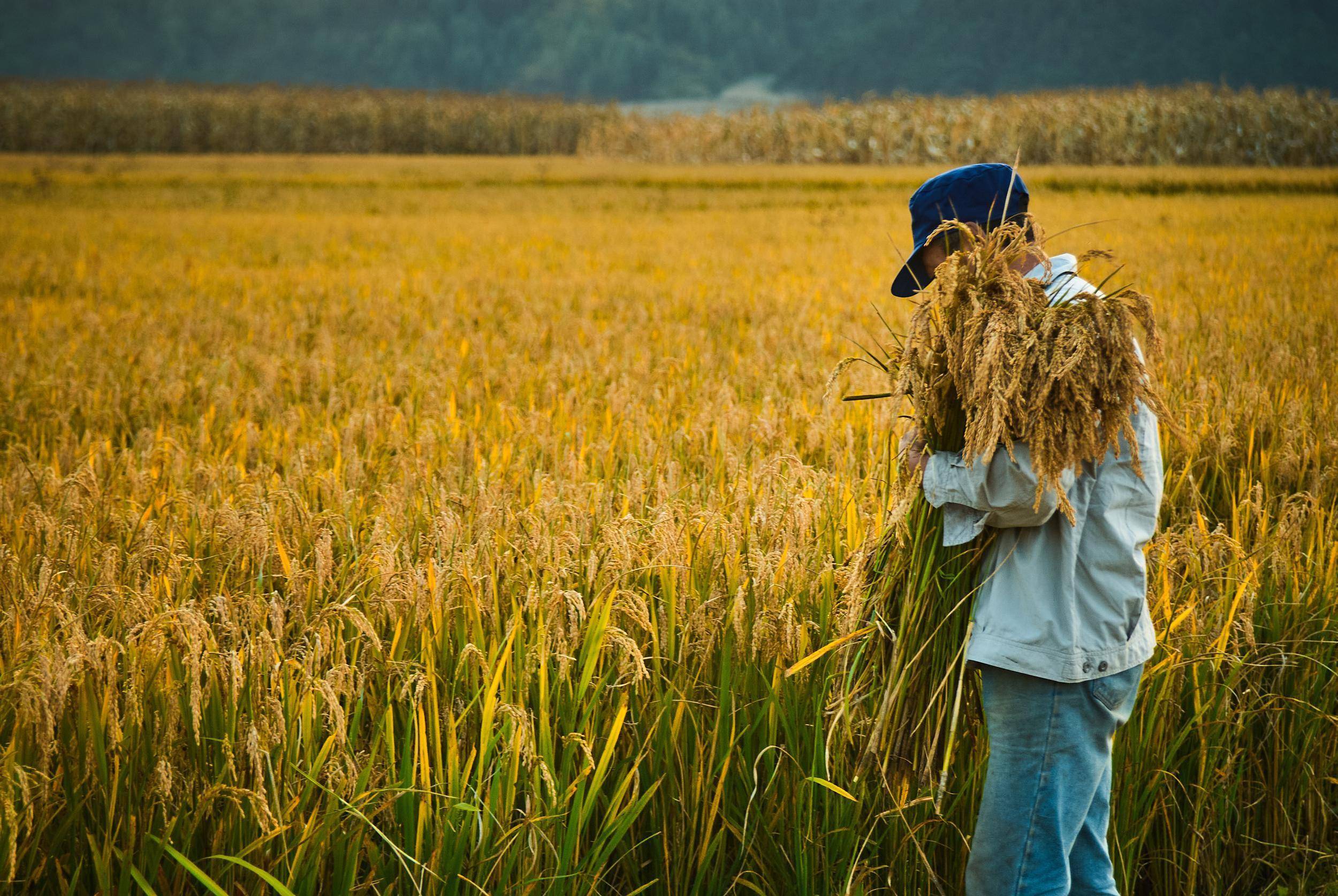 一碗东北大米,卖出百亿身家_稻田_王兵_销售