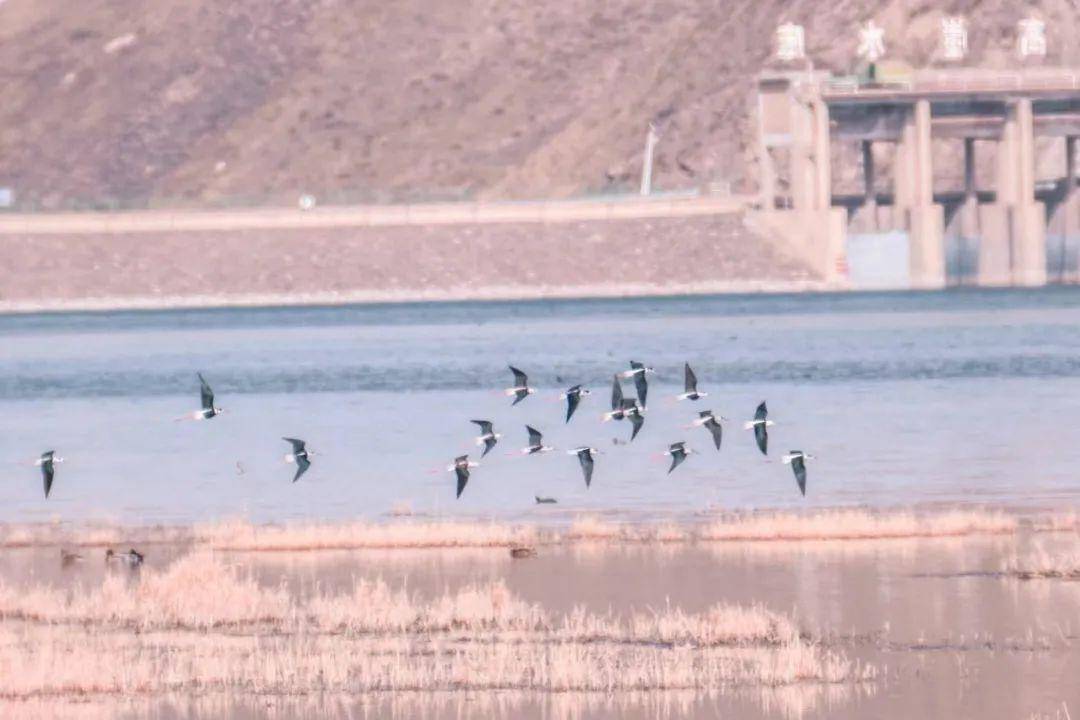 榆中沿川湖:水碧鱼欢生态美 飞鸟蹁跹焕生机_碧光_芦苇_水面