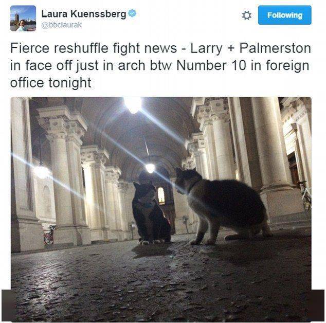 撕猫无数的大英捕鼠官Larry，最近被Boris的猫打残了