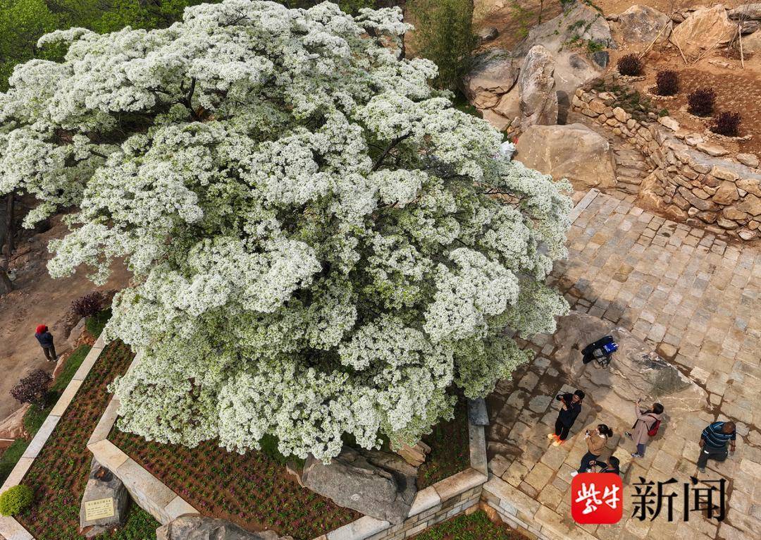 糯米花随风摇曳糯米花树又称流苏树,因花辦呈糯米状,故称糯米花