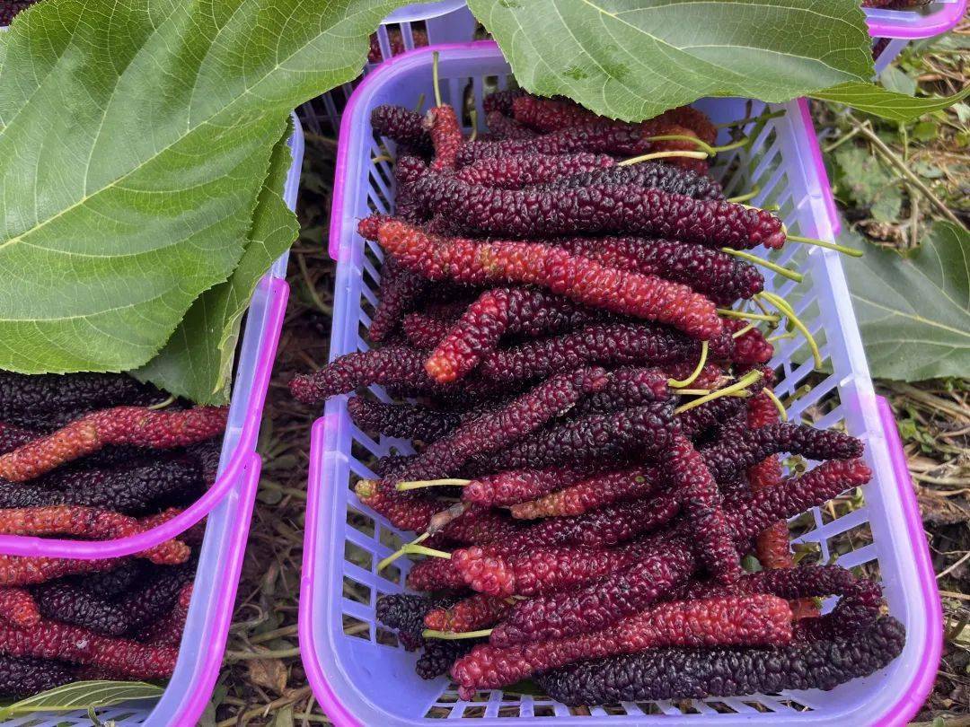 春日好"丰"景丨长条状的桑葚你吃过吗?