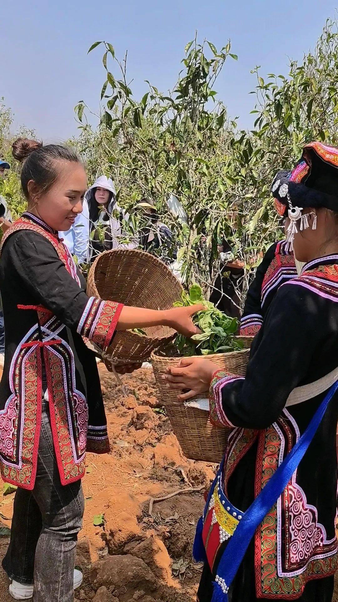 【特色产业】景谷举行首届"秧塔大白茶"开采节_民乐镇_发展_茶叶
