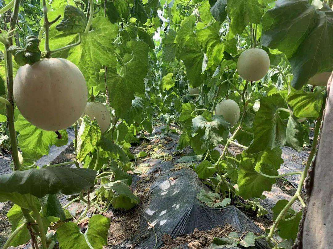产地食材 ▎山东玉菇甜瓜,口口甜嫩多汁,结在藤上,甜在舌尖～_生活