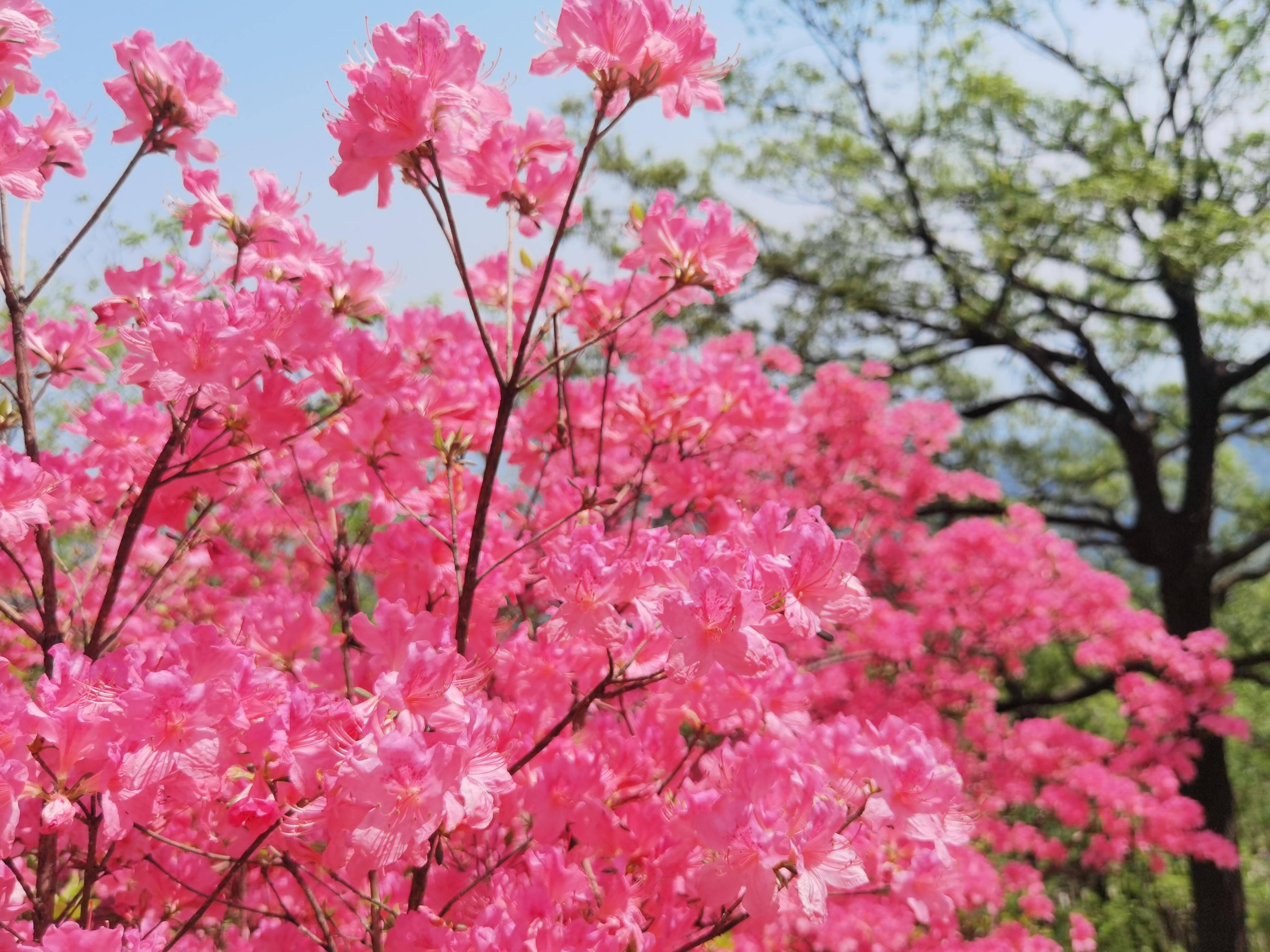 山姜花（野生山姜图片） 第5张