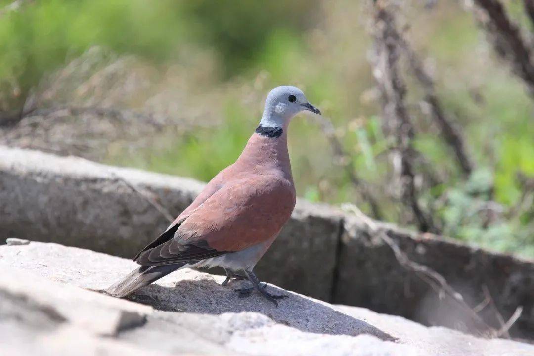 最近常听到的"咕咕咕咕"声就是珠颈斑鸠发出的,作