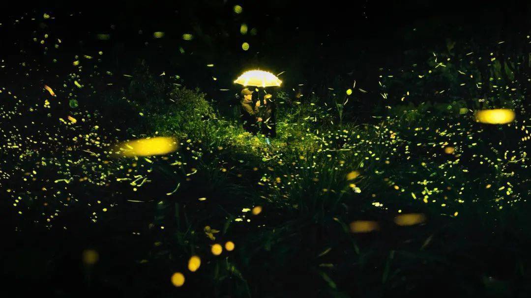 天台山萤火虫图片
