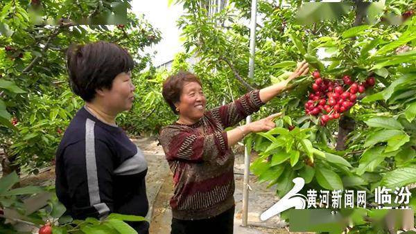 翼城县:大棚樱桃抢先上市 科技助力特色产业_耿爱英_销售_南唐