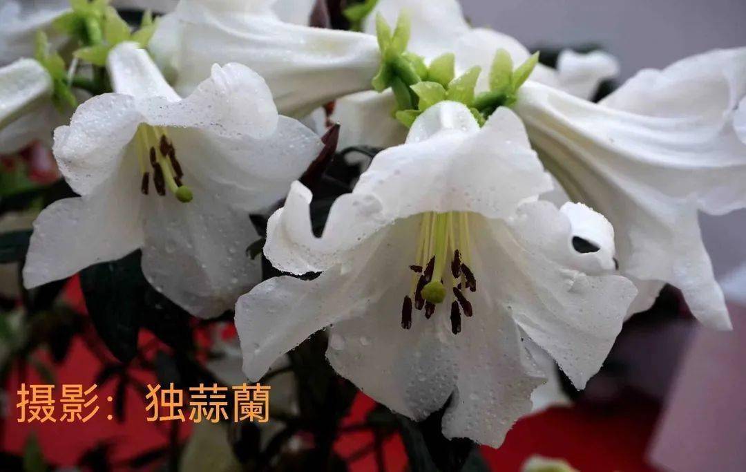 探寻植物多样性之美 i 百合花杜鹃_井冈山_保护_生物