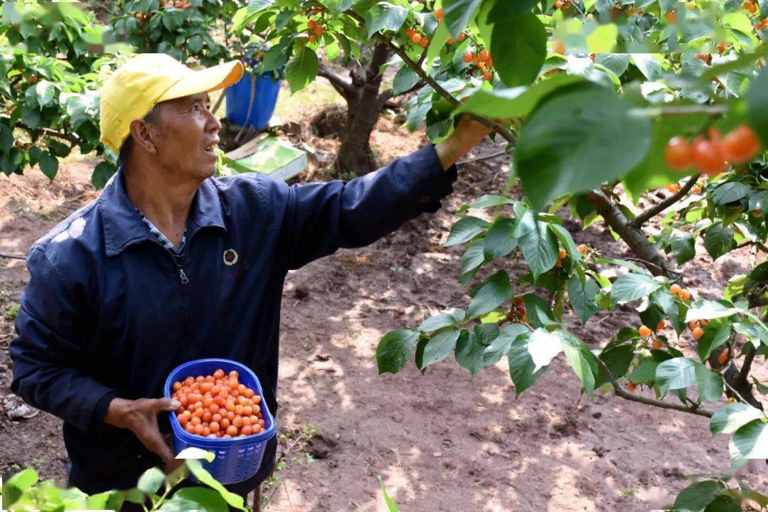 甜美樱桃 幸福鲁甸 | 小寨樱桃