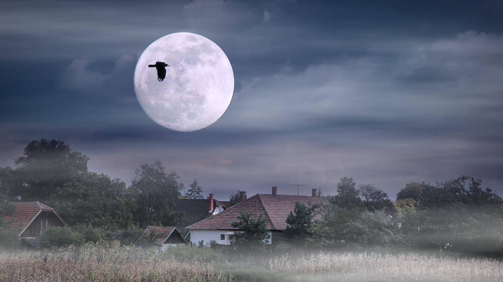 白居易《村夜》:独出前门望野田,月明荞麦花如雪_村庄_心情_行人