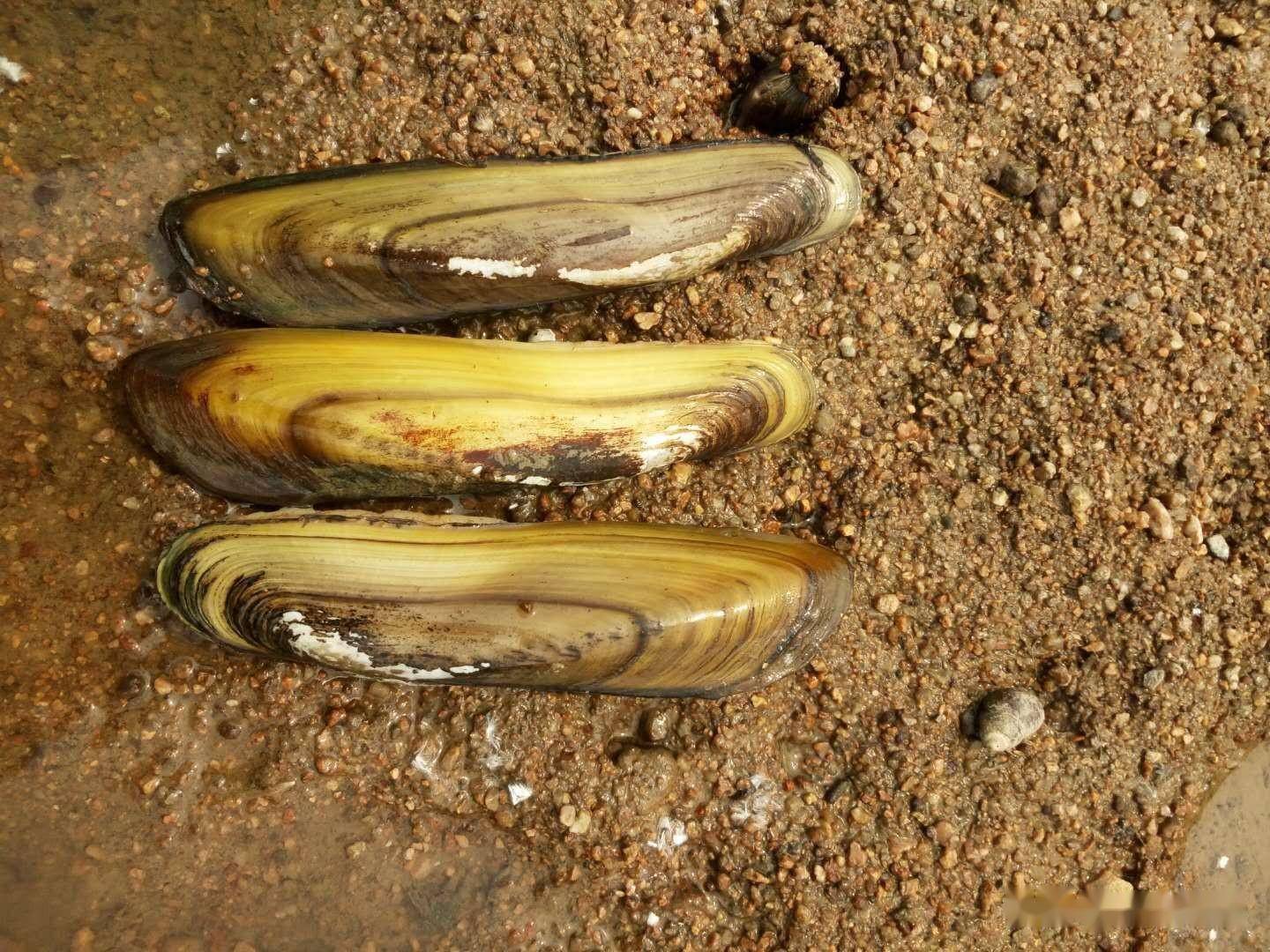 淮河橄榄蛏蚌养殖产业现状与发展展望_繁育_阜阳_特色