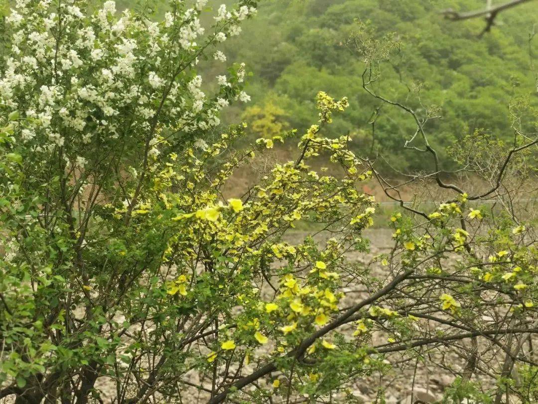 龙柏芽花开分外香