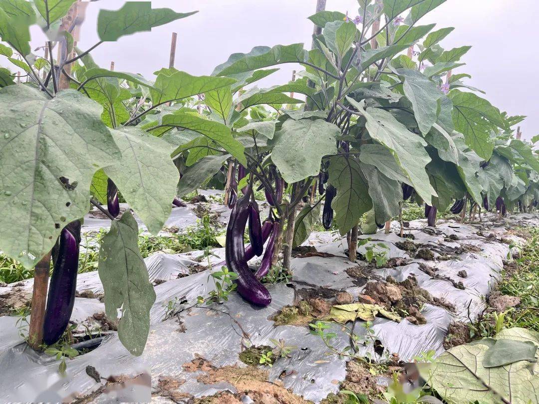 幸福劳动,茄子丰收采摘忙_种植_大湾镇_茄瓜