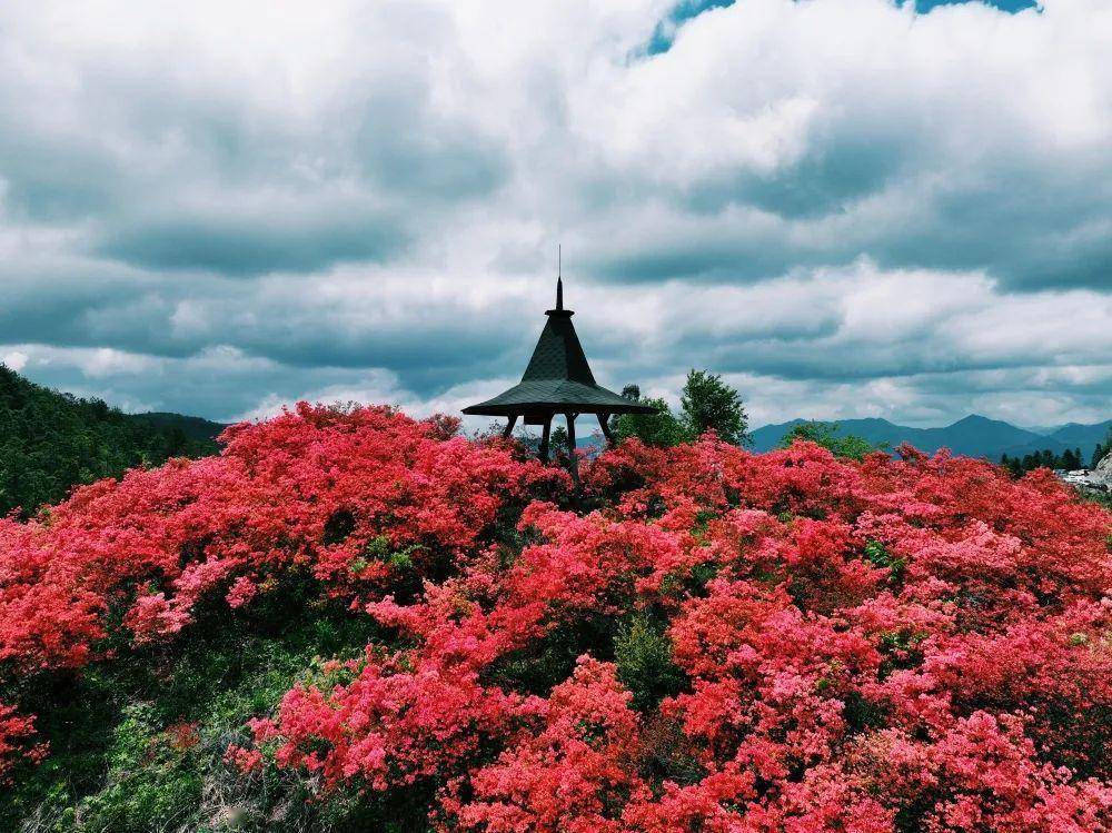 高姥山杜鹃花地点图片