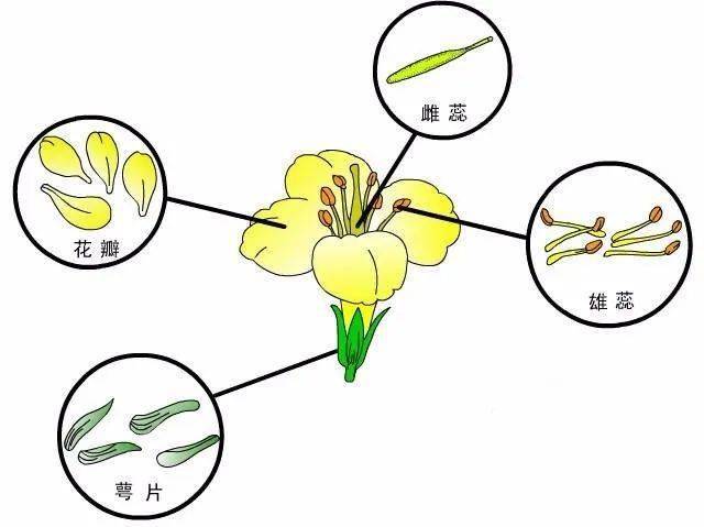 花儿结构图图片