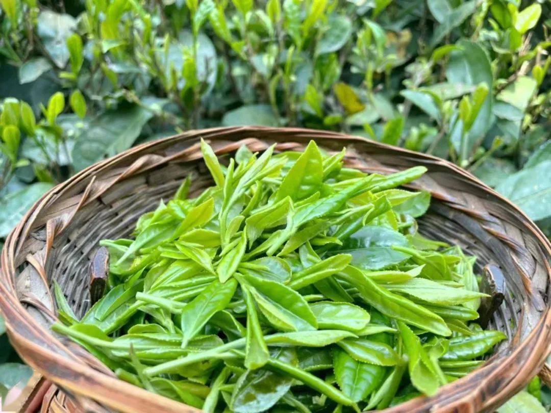 康县问茶,感受最美的人间四月天_发展_图片_茶叶