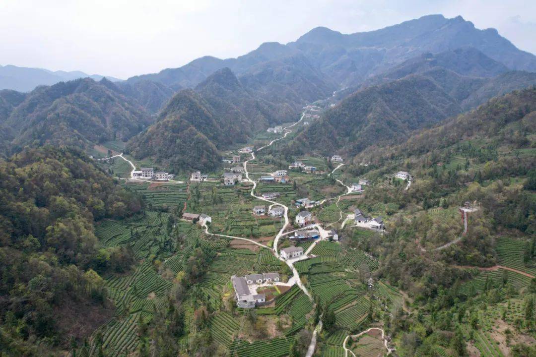 做优做美乡村振兴"茶文章"_贺家坪镇_游客_陈马