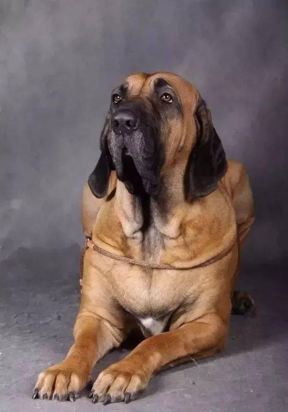 所谓的十大冷门犬种,其实也是勇猛,魅力十足的猛犬