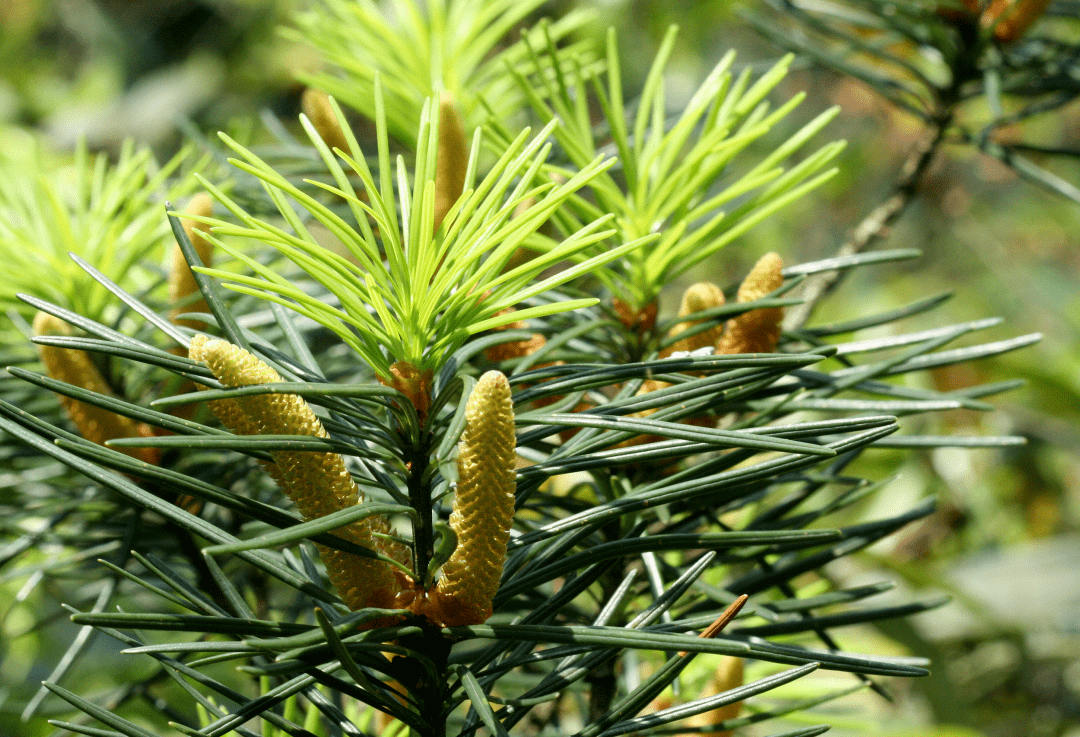 影响种群数量的一个关键因子是银杉古怪的生长习性.