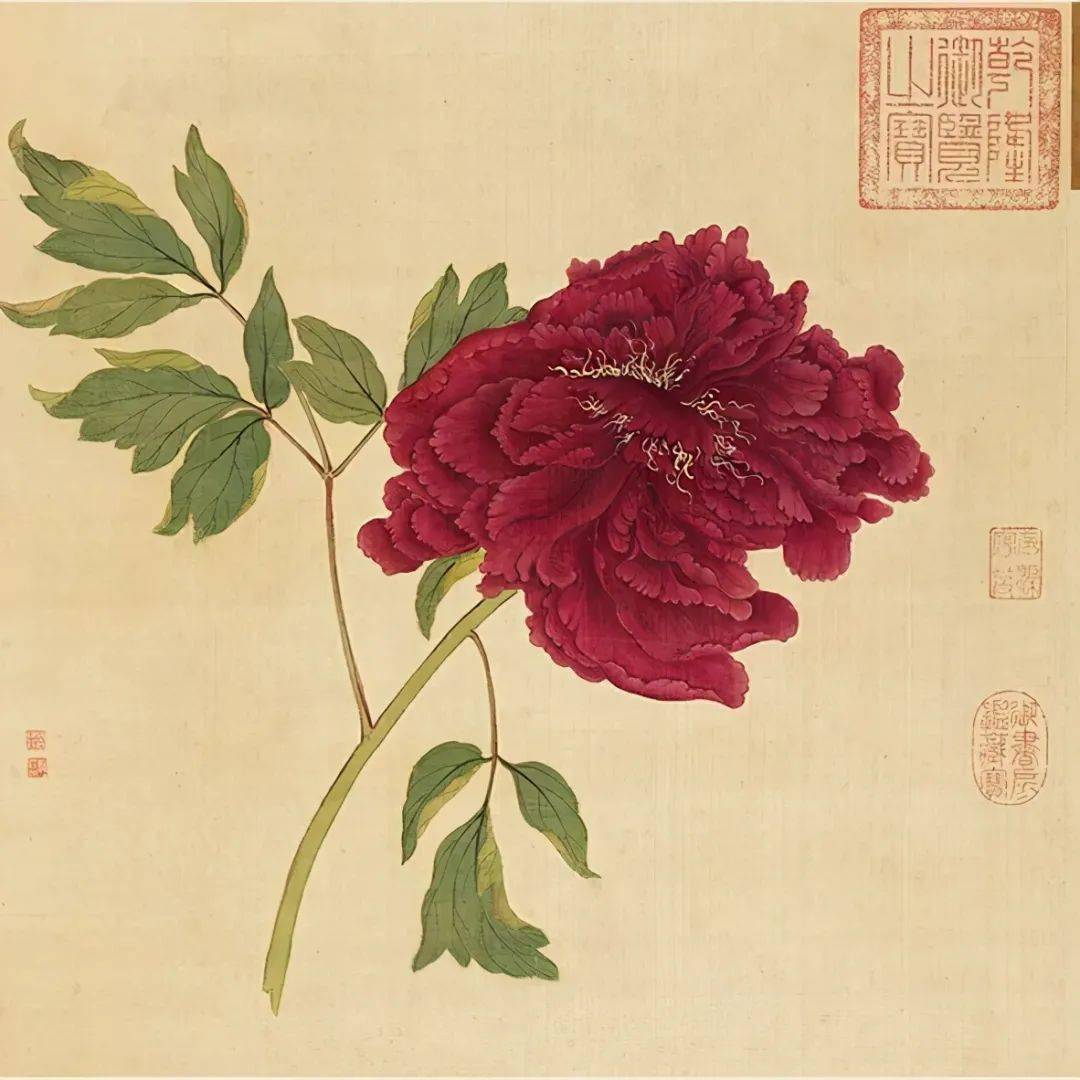 百种牡丹谱全图_白居易_颜色_人间