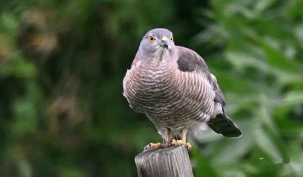 "棕色猎人"~~褐耳鹰_保护_猎物_动物