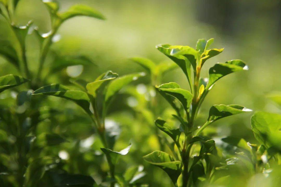 黄友富题东林雨露茶 唱和小辑_庐山_诗词_灵芽