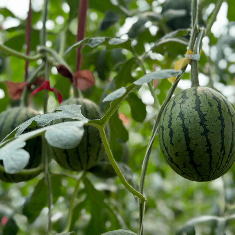 大興莊鎮頭茬小西瓜甜蜜上市_食用_授粉_西柏店村