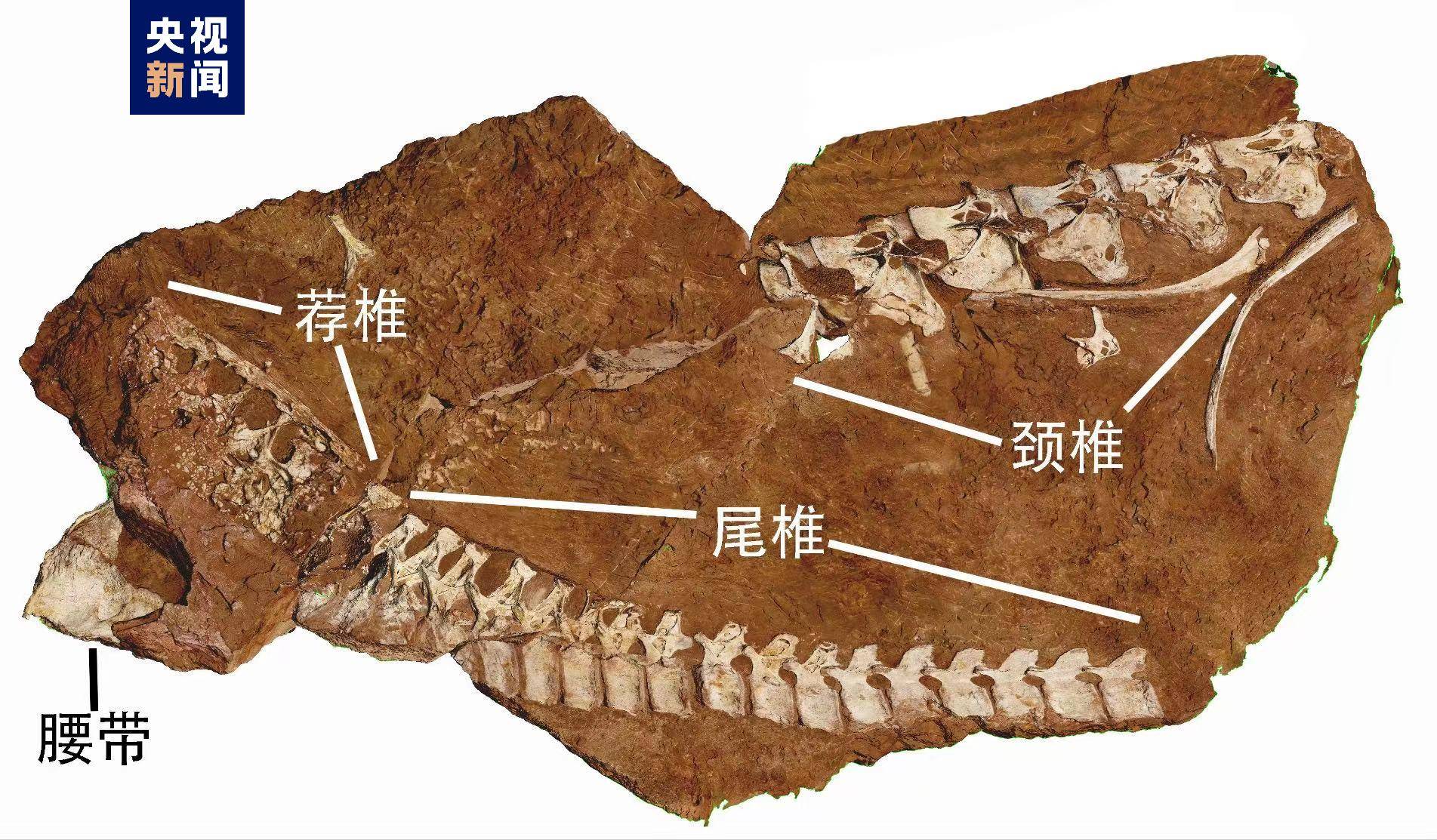 江西发现完整保存的大型植食性恐龙化石_研究_蜥脚类_骨骼