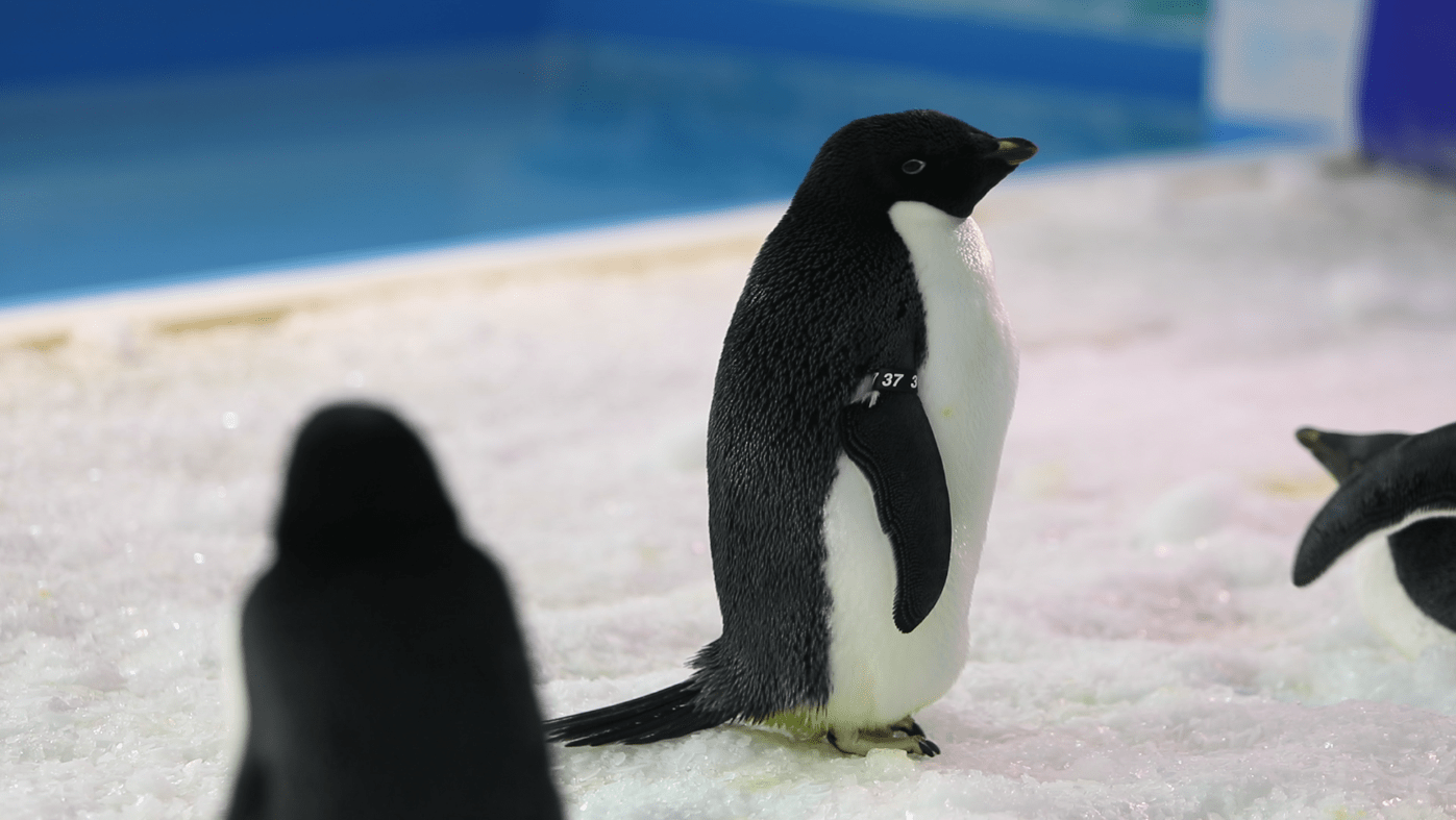 黑龙江首次引进阿德利企鹅