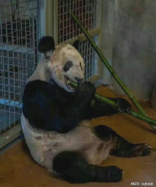 中国大熊猫在美国死的死，病的病，养不好就让它提前回家