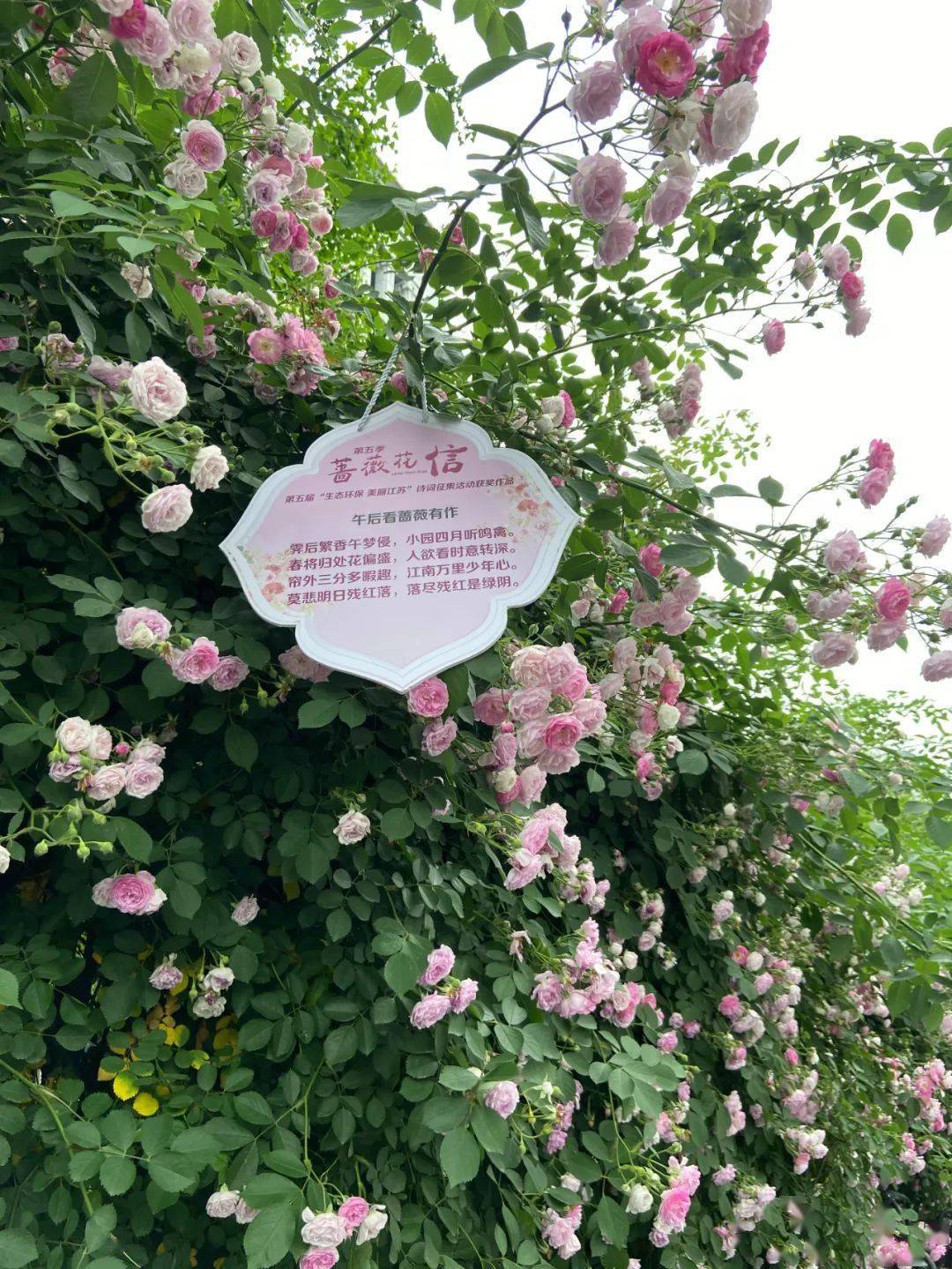 蔷薇花信 | 第五届"生态环保 美丽江苏"诗词征集活动获奖作品揭晓啦!