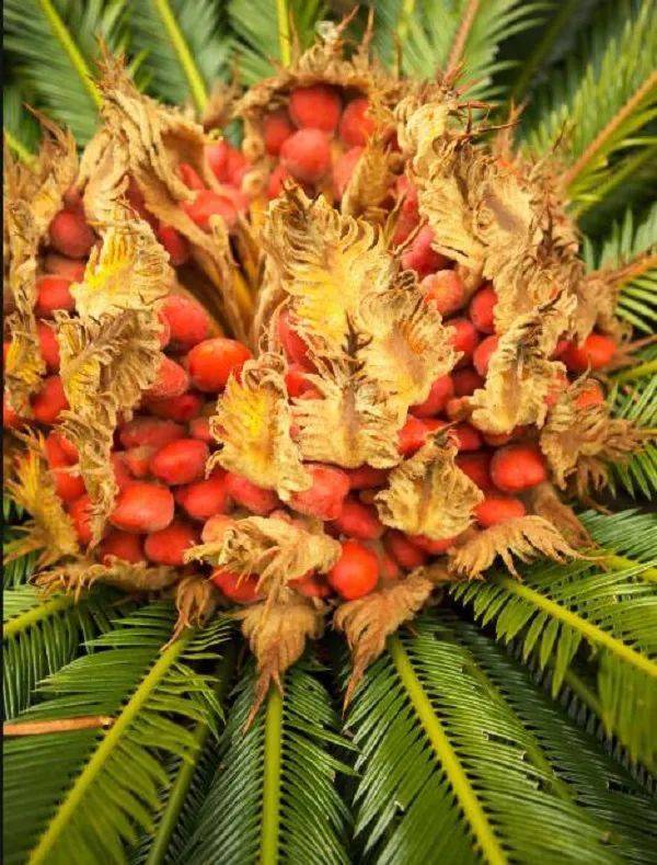 此外,常见的有毒果实还有闹羊花,千金子,滴水观音,马兜铃,草乌,野鸦椿