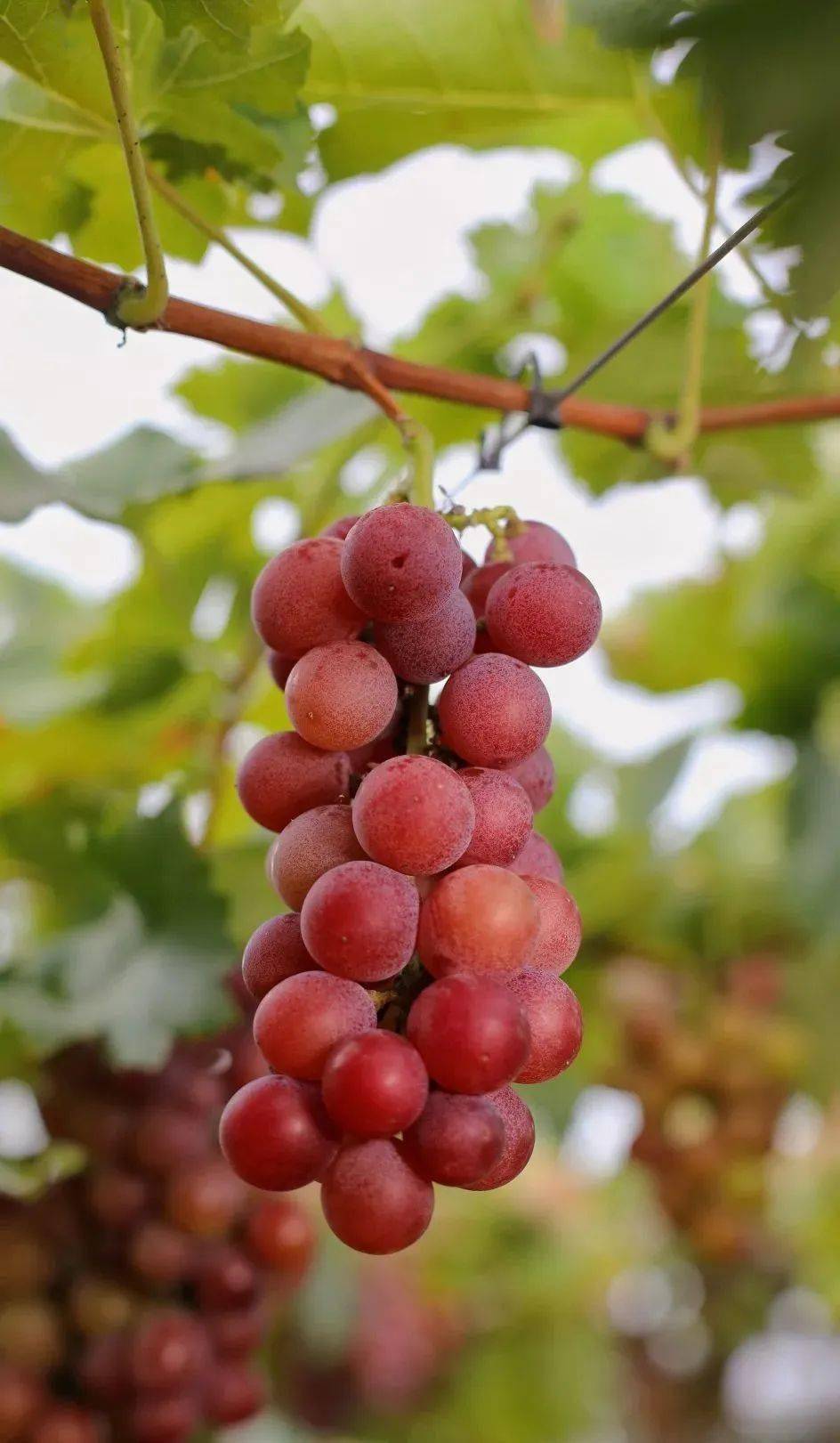 "五一假期,逃离人海去田园"_葡萄园_果园_圣女果