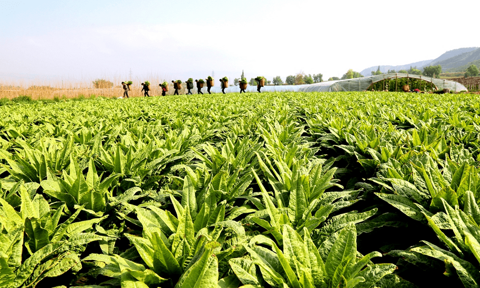 武山县蔬菜图片