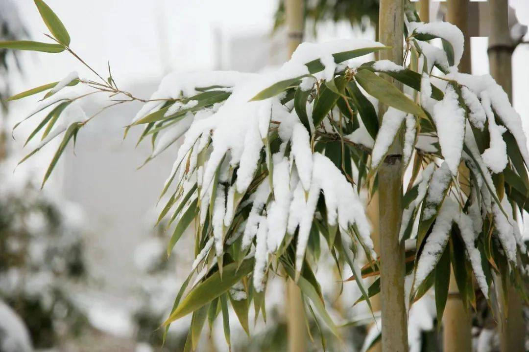 竹子_袁安_孤山