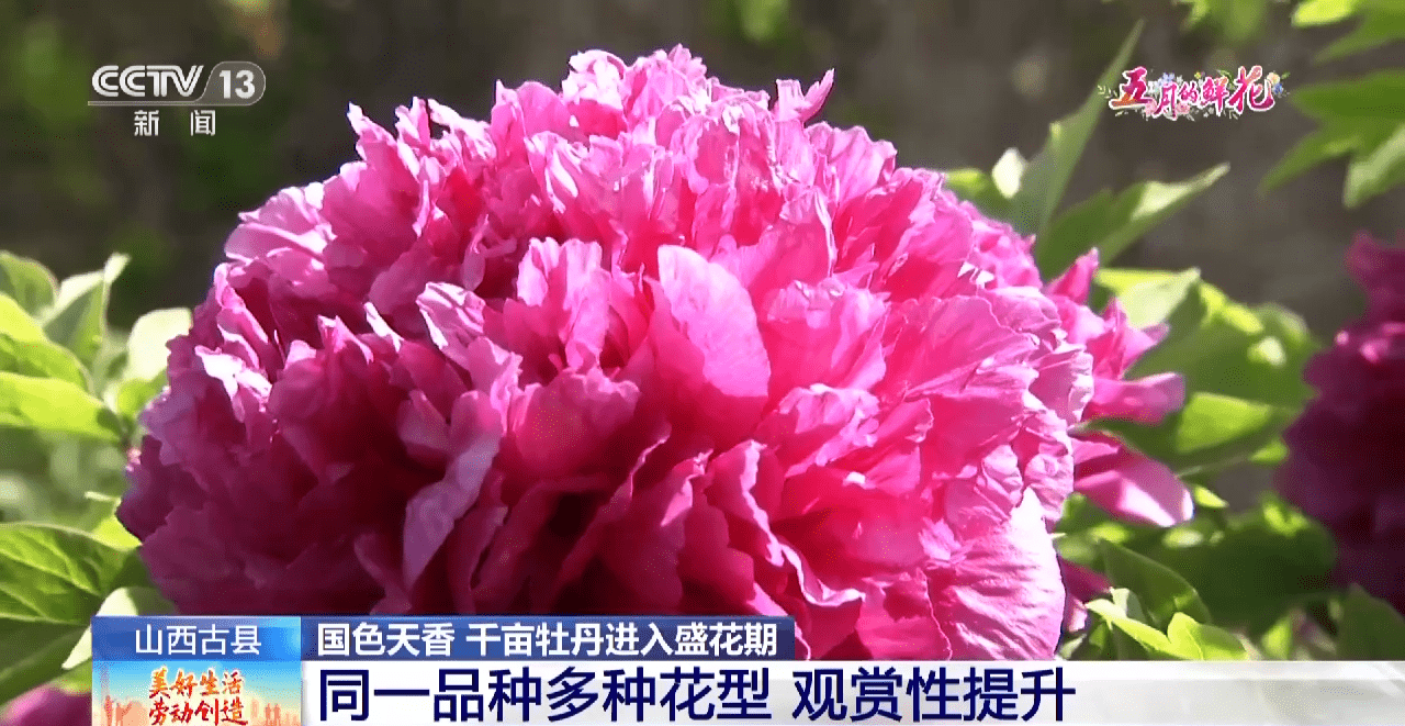 小狗种美丽鲜花（小花狗一般是什么品种） 第9张