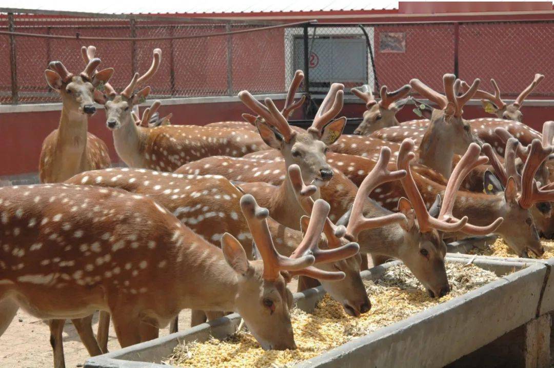 中国梅花鹿之乡——东丰走笔之四:腾飞的东丰鹿业_产业_发展_鹿苑