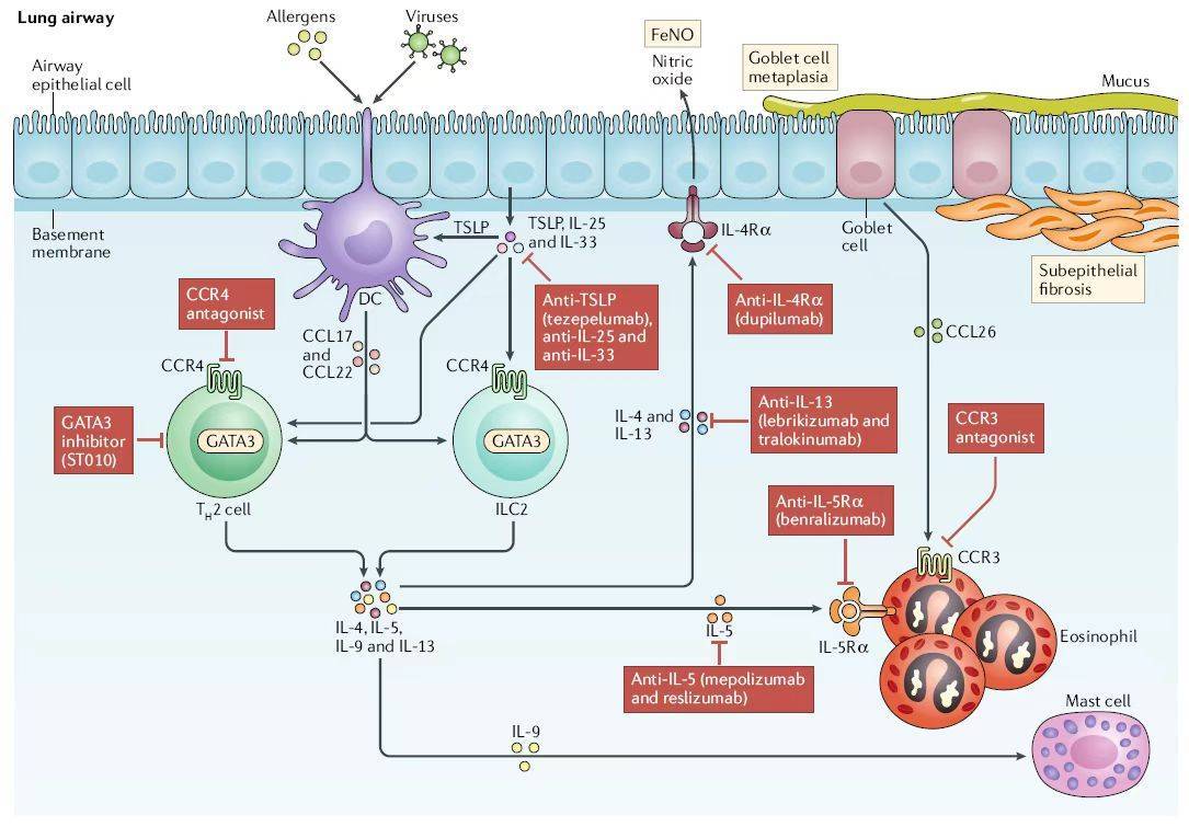 世界哮喘日|如何规范治疗哮喘,远离"会呼吸的痛"_控制_患者_药物