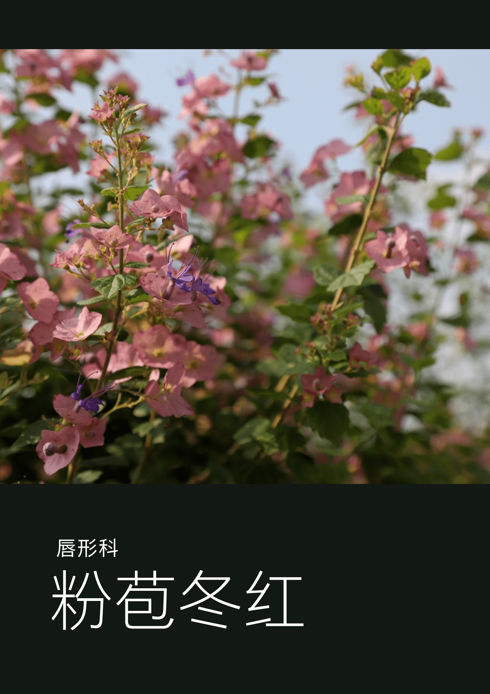 图文系管洁老师投稿,芦苇景观整理编辑.ps:最后一张图,紫色茄科小花?