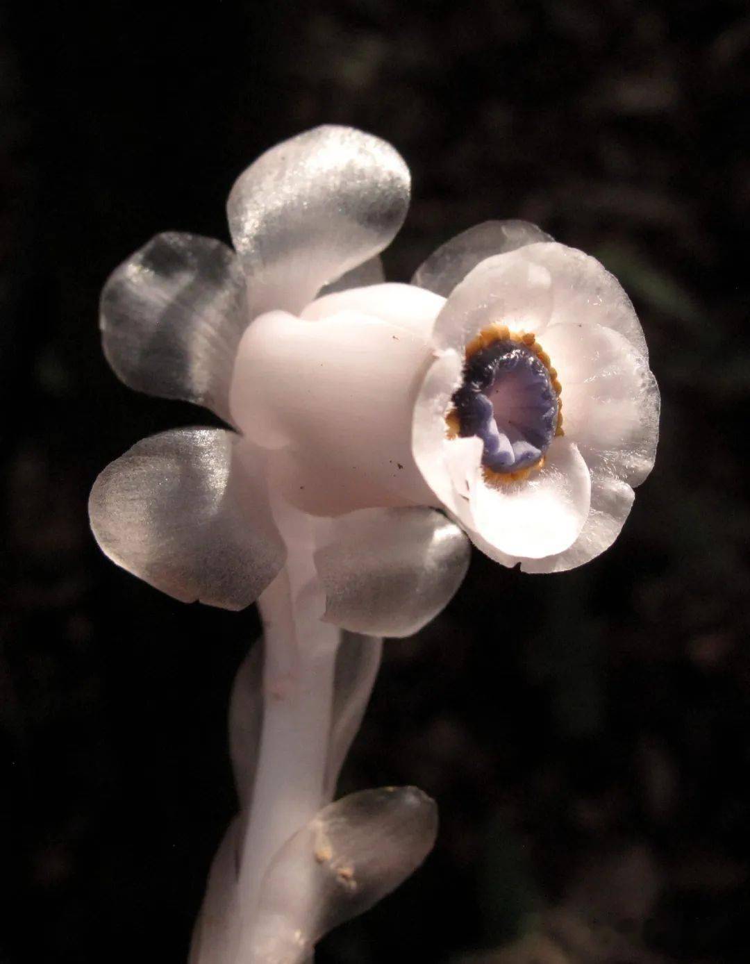 今年"水晶兰"大爆发,有的开始玩起"美颜"模式