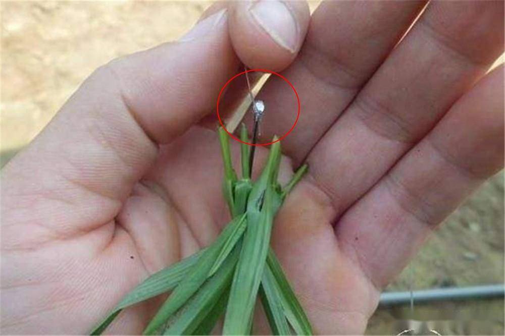 然后打个结,把草饵剪的稍短一些,鱼钩就挂在"小球"上,这样草鱼吃钩时