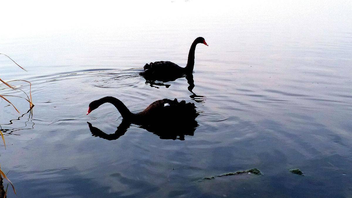 为什么圆明园黑天鹅"芳芳"暴毙了?原因是什么呢?_环境_变化_公园