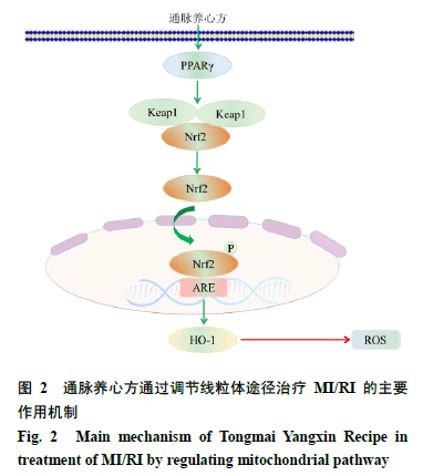 通脉养心方及其化学成分治疗心肌缺血/再灌注损伤的作