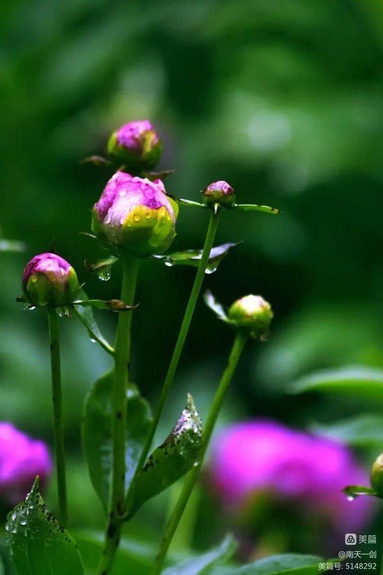 天香牡丹园雨中花朵,雨露滋润花更艳_花儿_雨滴_天一