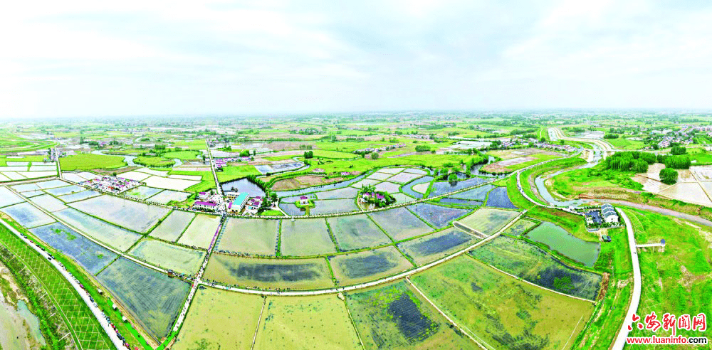 六安稻虾田焕发生机_双河镇_乡村_市场