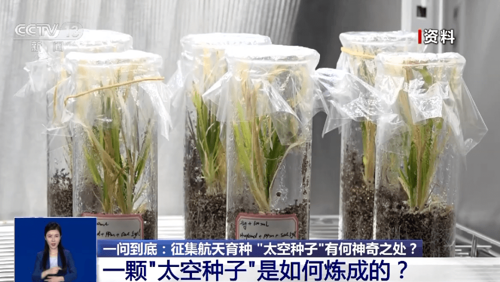 【每日科普】"上天入地"的"太空种子"这样炼成_育种_实验_载人航天